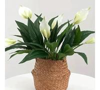 1/2 pièces Arbre de lys de la paix artificiel de haute qualité/Plante artificielle Spathiphyllum Fleurs blanches Feuilles vertes Sans entretien Sans arrosage Toutes saisons Intérieur Extérieur Pour dé