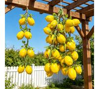 1/3/10 pièces Vigne de citron avec feuilles vertes, décorations de citron en plastique jaune réalistes, convenant pour les maisons, les cuisines, les tables à manger, les magasins de fruits, les armoi