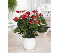 1 Anthurium Rouge Langue de feu Plante décorative dans pot en céramique pour la Maison/le Bureau
