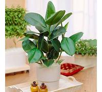 1 Ficus Robusta | Plante à feuilles persistantes en pot 30-40 cm pour la Maison ou le Bureau