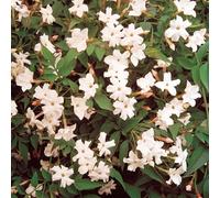 1 JASMINUM OFFICINALE JASMIN COMMUN ARBUSTE À FEUILLES CADUQUES PLANTE DE JARDIN EN POT
