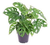 1 Monstera obliqua unique Monstera Monkey Leaf En pot Plante d'intérieur Dépolluante 20-30 cm