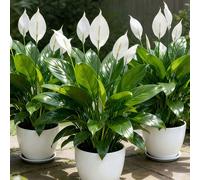 1 pièce Arbre de lys de la paix artificiel de haute qualité/Plante fausse Spathiphyllum avec fleurs blanches et feuilles vertes, sans entretien, convient pour la décoration intérieure/extérieure de la