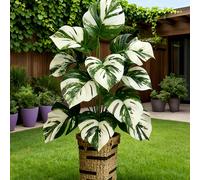 1 pièce Herbe de fontaine artificielle/Monstera palmier à veines blanches, style tropical réaliste, résistant aux UV, plastique durable, feuilles larges, utilisation toute saison, sans entretien, conv