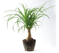 1 Plante pied d’éléphant Beaucarnea Recurvarta à feuilles persistantes (40-50 cm pot inclus)