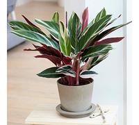1 x Calathea Triostar Frappant | 40-50 cm en Pot | Plante d'Intérieur pour la Maison ou le Bureau