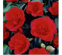 1 X CAMELIA DU JAPON 'LADY CAMPBELL' ARBUSTE BUISSONNANT À FEUILLES PERSISTANTES PLANTE RUSTIQUE EN POT