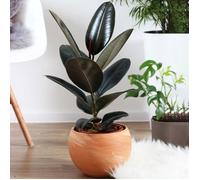 1 x Ficus Abidjan - Hévéa Caoutchouc | Superbe Cadeau de Plante d'intérieur | Parfaite pour la Maison ou le Bureau