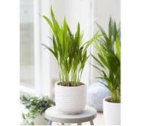 1 x Palmier Papillion Dypsis Lutescens Plante d’Intérieur Arbre Vivant en Pot