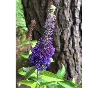 10 arbustes de buis-papillon - Buddleja davidii 'Empire Blue' | Hauteur de 40 à 60 cm, plants vendus sans pot