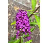 10 arbustes de buis-papillon - Buddleja davidii 'Royal Red' | Hauteur de 40 à 60 cm, plants vendus sans pot