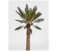 10 Graines À Semer - Le Grenier D'abondance - Palmier Dattier - Phoenix Dactylifera