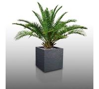 10 Graines À Semer - Le Grenier D'abondance - Palmier Des Canaries - Phoenix Canariensis