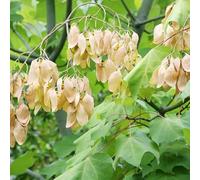 10 Graines à Semer - Parasol Chinois - FIRMIANA SIMPLEX - Arbre Ornemental d'asie - 250