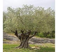 10 Graines d’Olivier Sauvage - Olea europaea var. sylvestris - Oléastre - Très résistant - Arbre Jardin Olive - 356