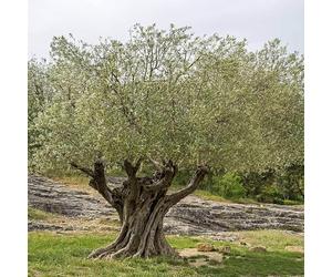 10 Graines d’Olivier Sauvage - Olea europaea var. sylvestris - Oléastre - Très résistant - Arbre Jardin Olive - 356