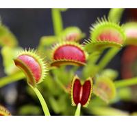 10 Graines de Dionée Attrape-Mouche - Dionaea Muscipula - Plante Carnivore - Fleur Jardin - 273