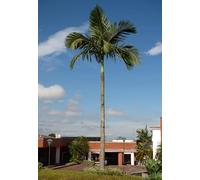 10 Graines de Palmier D'alexandre - Archontophoenix alexandrae - Palmier Royal d’Alexandra - Tropical Arbre Jardin - 364