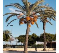 10 Graines de Palmier Dattier - Phoenix dactylifera - Datte - Fruit exotique - Palmier Jardin Arbre - 348
