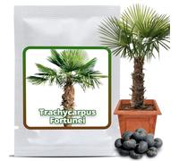 10 Graines de palmier de Chine - Trachycarpus fortunei