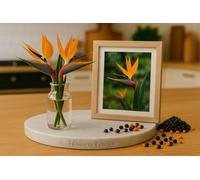 10 Graines Oiseau de paradis - Strelitzia reginae - Orange et bleu - Plante Fleur Tropicale - 296