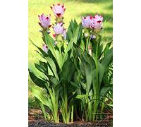 10 pcs/sac Thaïlande Curcuma graines, également appelées graines Siam Tulip, graines rares de fleurs membre du jardin famille Zingeraceae plantes 9