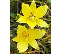 10 pièces Lys vivace Petite hémérocalle 'Hemerocallis Minor' jaune 11 x 11 cm pot