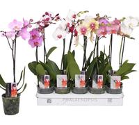 10 pièces Phalaenopsis 40-60 cm / 1 pousse Fleurs - Orchidées - Orchidée en pot