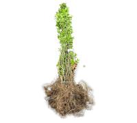 10 plants de buisseyer tatar (Lonicera tatarica) | Hauteur : 60-90 cm, plants non enracinés
