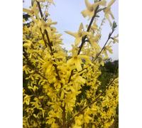 10 plants de Forsythia 'Spectabilis' (arbrisseau doré) | Hauteur : 60-90 cm, plants non rempotés