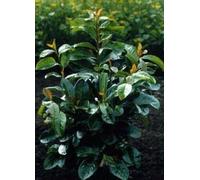 10 plants de laurier-rose portugais - *Prunus lusitanica* 'Etna' PBR | Hauteur : 20-40 cm, plants non rempotés