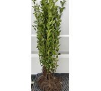10 plants de lier (Ligustrum vulg. 'Lodense') | Hauteur : 30-50 cm, plants non rempotés