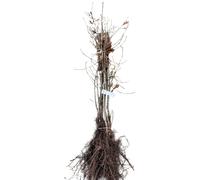 10 plants de Nespéridier (Mespilus germanica) | Hauteur : 60-90 cm, plants vendus sans terre