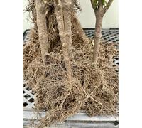10 x Sambucus nigra 'Aurea' - Sureau noir 60- 90 cm racines nues