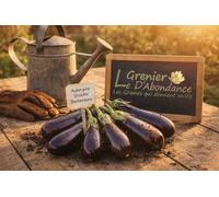 100 graines à semer - Le Grenier d'Abondance - AUBERGINE Violette de Barbentane - Solanum Melongena
