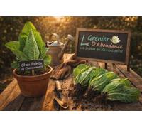 100 graines à semer - Le Grenier d'Abondance - Chou Pointu de Chateaurenard - Brassica oleracea
