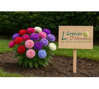 100 graines à semer - Le Grenier d'Abondance - Reine-Marguerite Pompon - Callistephus Chinensis Pompon