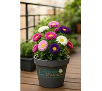 100 graines à semer - Le Grenier d'Abondance - Reine-Marguerite Unicum - Callistephus chinensis Unicum