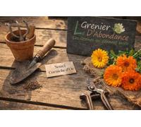 100 graines à semer - Le Grenier d'Abondance - Souci Corniche d'or - Calendula officinalis
