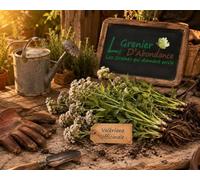 100 graines à semer - Le Grenier d'Abondance - Valériane officinale - Valeriana officinalis