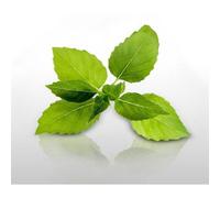 100 Graines Aromatiques À Semer - Le Grenier D'abondance - Basilic Citron - Ocimum Basilicum