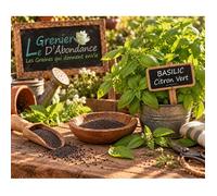 100 graines Aromatiques à semer - Le Grenier d'Abondance - BASILIC Citron Vert - Ocimum basilicum