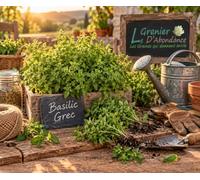100 graines Aromatiques à semer - Le Grenier d'Abondance - BASILIC Grec - Ocimum basilicum