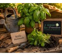 100 graines Aromatiques à semer - Le Grenier d'Abondance - BASILIC Mammouth - Ocimum basilicum