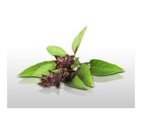100 Graines Aromatiques À Semer - Le Grenier D'abondance - Basilic Thaï - Ocimum Basilicum