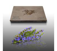 100 Graines Aromatiques À Semer - Le Grenier D'abondance - Hysope Officinale - Hyssopus