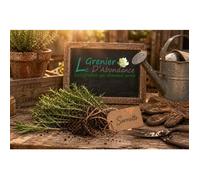 100 graines Aromatiques à semer - Le Grenier d'Abondance - SARRIETTE Annuelle - Satureja