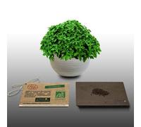 100 Graines Bio À Semer - Le Grenier D'abondance - Basilic Romain - Certifié Ab - Ocimum Basilicum