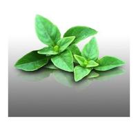 100 Graines D'aromatiques À Semer - Le Grenier D'abondance - Basilic Pistou - Ocimum Basilicum Purpurascens
