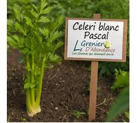 100 graines d'Aromatiques à semer - Le Grenier d'Abondance - CELERI Blanc Pascal - Apium graveolens